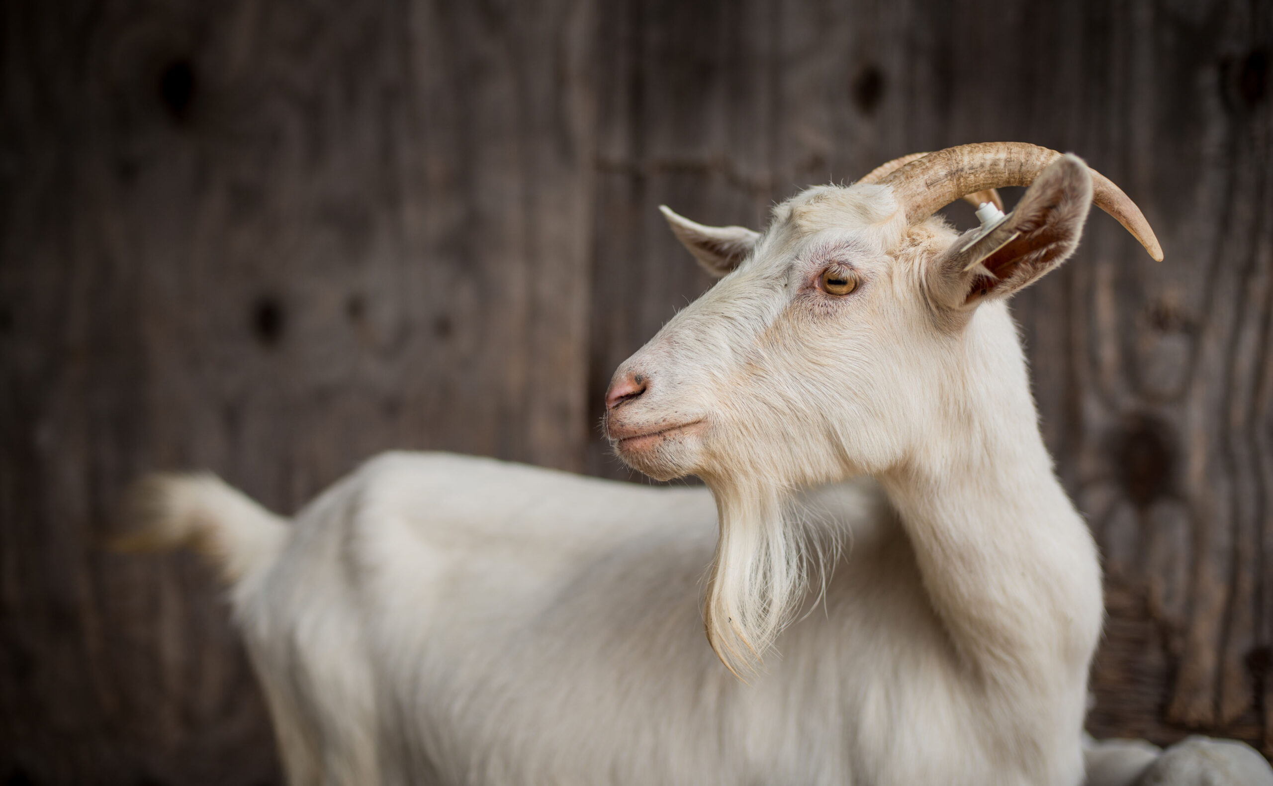 An adult goat looks back over her shoulder