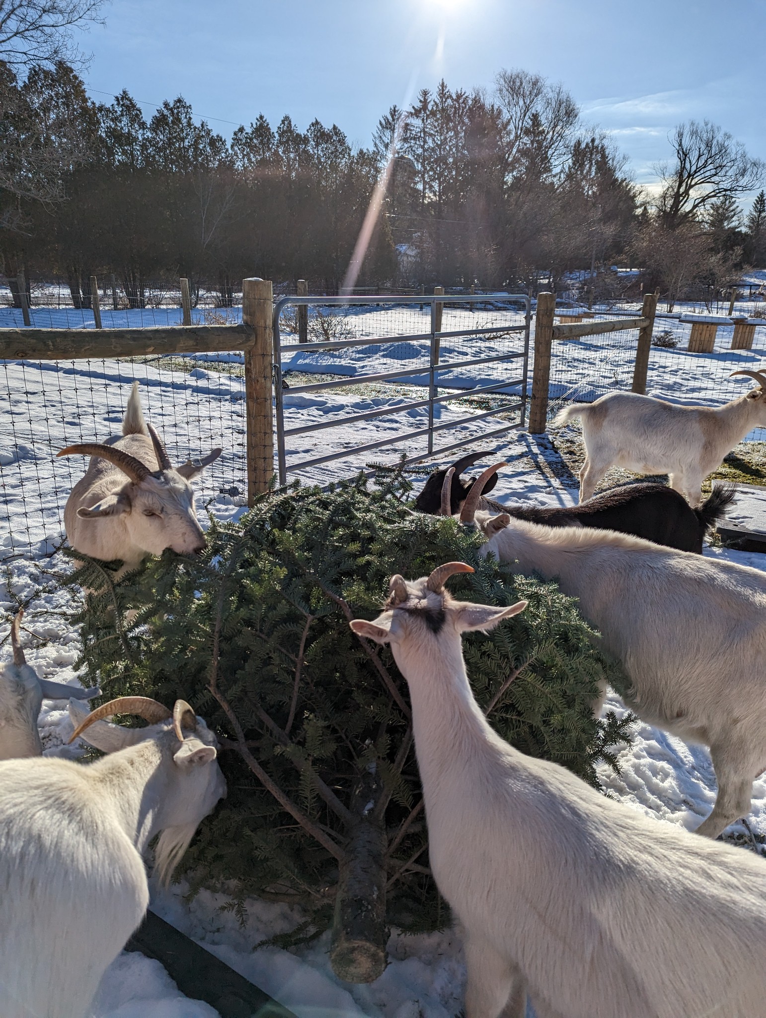 Goats eating a donated Christmas tree