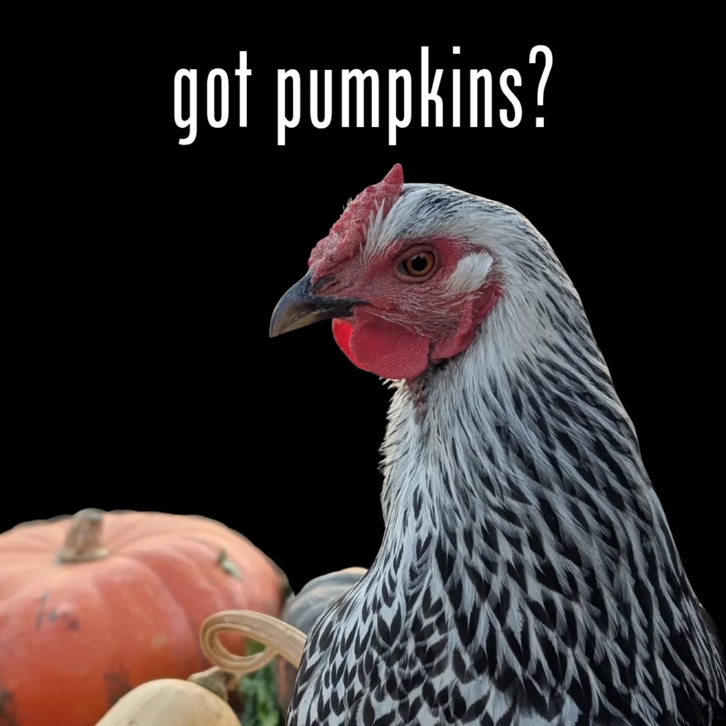 Got pumpkins? 🎃

Our rescued farm animals would love them! Pigs, goats and sheep, chickens, ducks, and turkeys all love pumpkins as healthy seasonal treats.

We’re accepting pumpkin donations — just be sure they’re:
✨ Uncarved
🚫 Free from paint, bleach, or mold

Drop them off by the barn anytime — and thank you for helping make this post-Halloween season a happy one! 🐷🐓🐐🦆🐑🦃
