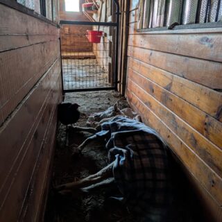 This weekend, we said goodbye to our beloved Betty, one of the gentle souls from the Brown Rd herd, who came to City Goat Farm in 2023 with her son, Bam Bam, and sister, Katie.

Over the past few weeks, those who loved her stopped by to visit her and share favorite treats like lettuce and pumpkins.

In this photo, you can see Pele by her side shortly before we let her go. We miss her deeply, but we're grateful she spent her final years surrounded by love, comfort, and the flock she knew so well.

Rest easy, Betty. 🐑💕