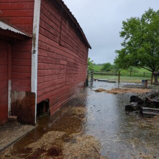 Our century-old barn has been home and safe haven for 70+ rescued animals—sheep, goats, pigs, chickens, ducks, and turkeys. Repeated flooding is threatening its foundation, and we need urgent repairs to keep it safe and dry.

We’ve already contributed $5,000, but we still need $5,000 to finish the work before the end of the year. Every donation helps protect their home and the animals who rely on it every day.

💛 Donate today and keep their home safe! 🐐💕

#farmanimalsanctuary #animalrescue
