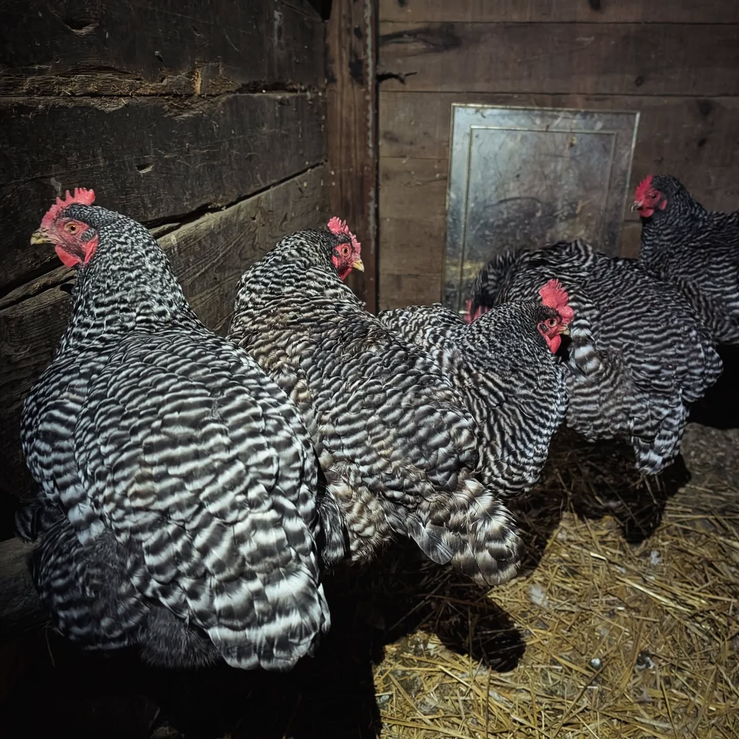 Meet the Chickens: Lily, Granita, Macy, Sinead & Björk 🐔

These five arrived from two different situations—Macy, Sinead, and Björk came from a surrender in Ithaca, and Lily and Granita from Brooklyn. All of them were well-cared for and loved before coming to the farm, which is not always the case for many of our residents.

Many birds arrive here malnourished, injured, or struggling after a lifetime of neglect or production. So seeing a group come in healthy, confident, and curious is a gift—for them and for us.

And yes, this is really how they sleep every night: tucked on their own private perch, like they’ve known each other forever. 💕

#farmanimalsanctuary #farmrescue #friendsnotfood
