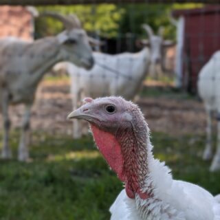 Thanksgiving can be a complicated holiday for those of us who care deeply about animals.

Here at the sanctuary, the holiday is simple: warm bedding, pumpkin snacks, and quiet time with everyone who calls this place home.

We know many traditions involve a turkey on the table, and we’re not here to shame anyone’s choices. We just hope that by sharing the stories of the individuals who live here—each with their own personality and will to live—we can remind people that every animal is someone.

Thank you for holding space for compassion however you can this season. 🧡