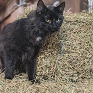 Meet Bassett and Padme 🐾

These two cats came to the farm along with the sheep from Owego and are settling in at their own pace. Padme (tan) is very shy and taking things slow, while Bassett (black) is already busy checking everything out and making himself at home.

Pele did not want to give up her room, so she and Roisin are sharing with the cats for now...

When we bought the farm in 2021, we inherited a 10-year-old barn cat, Louise, who has since retired to a very cozy life inside the house. We’re still getting Bassett and Padme set up and think they’ll love the barn life just as much as Louise did—but if not, there’s always room for them with us.