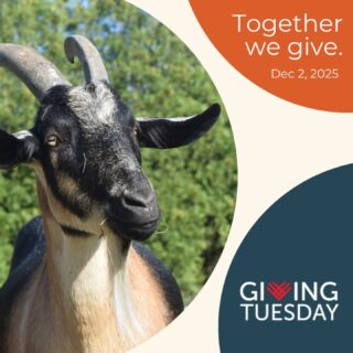 Our old barn is more than a building — it’s home for every animal at City Goat Farm. 🐐🐖🐓

It’s where the sheep pile up together, where the goats sneak in from the wind, and where Orson & Welles, our rescued pigs, finally learned what it feels like to be safe and dry.

Flooding this fall has put the barn at risk. We’ve started repairs and already raised $7,021 — but we still need $2,979 to finish.

💛 Even a small gift today helps protect their home.