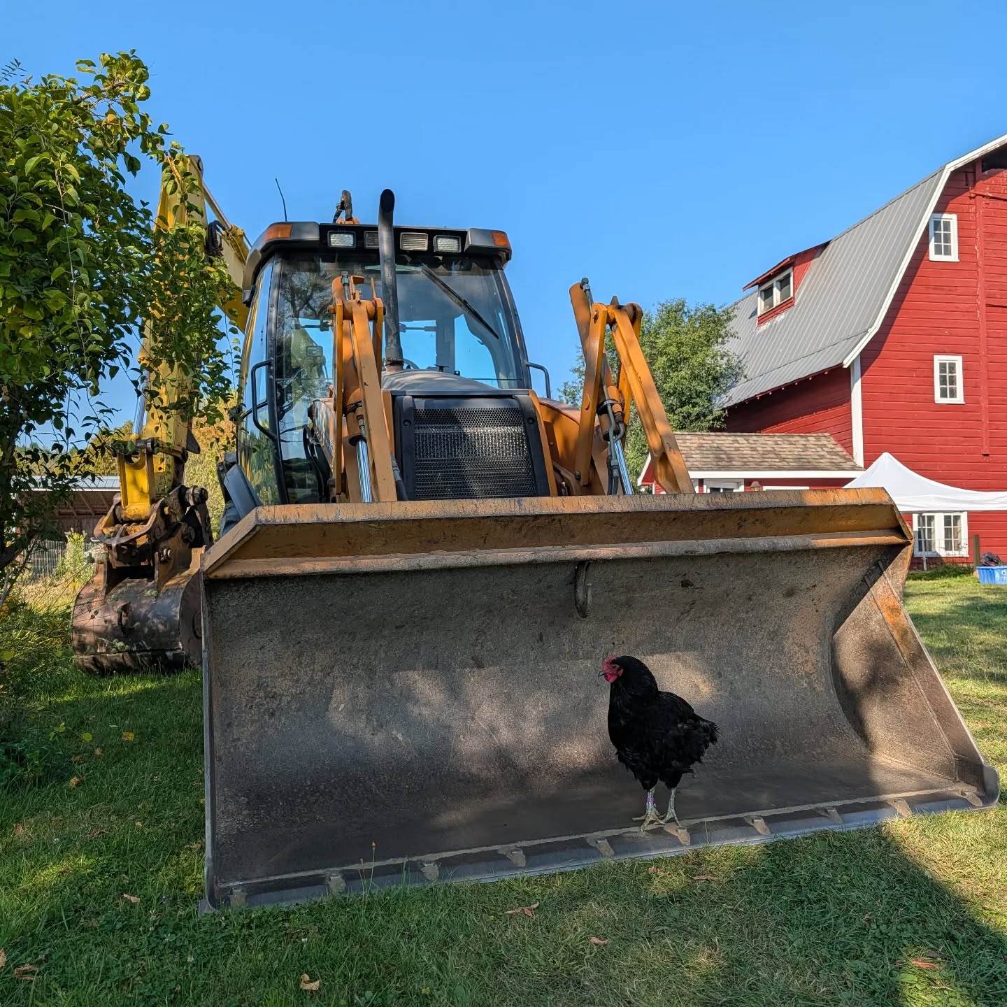Thank you so much to everyone who has donated to our fundraiser. Because of you, we’re less than $500 away from our goal!

Here’s a photo of Pele “supervising” from the excavator this fall as our long-awaited excavation work began. We have so many more updates to share once we get over this final hump—and we’re endlessly grateful for every bit of support from this community. 💕🐐