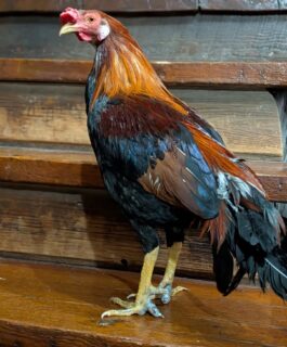 Meet Alfie 🐓

Alfie came to us in October after being rescued from a large cockfighting operation. Law enforcement found more than 250 birds living without food or water, exposed to extreme heat and ongoing cruelty.

Thanks to months of tireless work by Good Sprout Rescue & Sanctuary, survivors from this case have been receiving daily care, medical treatment, and help finding safe, permanent homes. The scale, emotional difficulty, and dedication of their work is nothing short of extraordinary.

We welcomed Alfie, along with three hens who needed homes, and have been giving him the extra time and care he needs to settle in. He’s been through more than any animal should—but he’s safe now, and we’re grateful he’s here.

Thank you to Good Sprout for taking on this enormous, emotionally difficult rescue and for trusting us with Alfie’s next chapter.

#farmedanimalrescue #endcockfighting #animalsanctuary #rescuerooster #compassioninaction