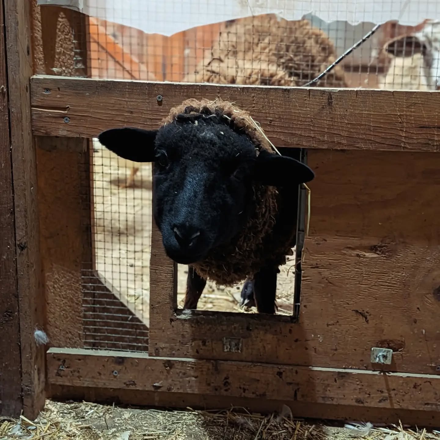 Bonnie Mac doing a casual coop check 🐑👀
One thing we value at City Goat Farm is giving animals room to be themselves—including choosing their own company and forming interspecies friendships.

We'll share some more #animalfriends this week.