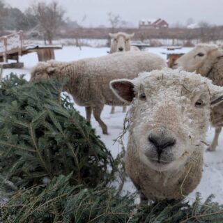 Nothing goes to waste around here 🌲🐑

Katie and the rest of the flock are happily nibbling on donated Christmas trees—an enrichment treat they love and a sweet second life for trees that brought so much joy.

Huge thanks to everyone in our community who dropped off their trees for the animals this year! We'll be accepting trees through the end of January.