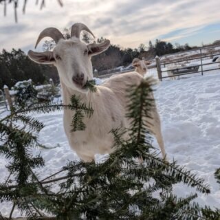 A lot of snow, and goats happily working their way through donated trees.

The deep freeze took out our well pipes (repairs will wait for the thaw), so we’re hauling water from the house for now. It’s not ideal, but it’s manageable.

Grateful for the trees, the quiet beauty of a snowy farm, and the reminder that winter is something you work through, not just look at. 💕