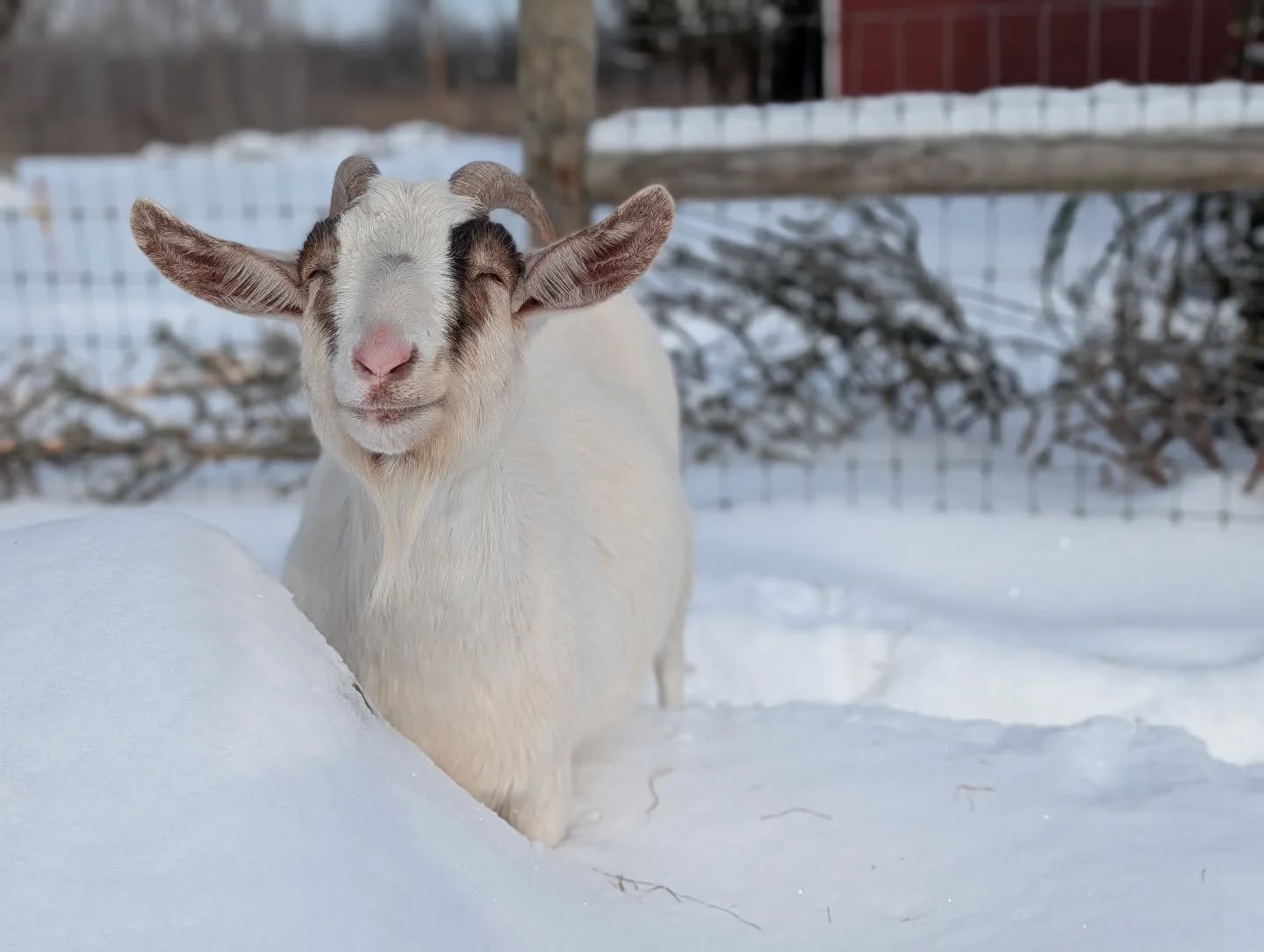 "How can you tell if they're happy?"

In production settings, welfare is assessed through health and output. The bottom line is the bottom line.

In a sanctuary setting, well-being is more than just physical health—it's their social behavior and routines, their rest and play, and how they choose to spend their time and energy.