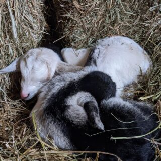 We had to triple check that it’s already been four years with Gidget and Gilbert!

When we rescued Bianca and her older kids, we didn’t know she was pregnant. Once we realized, we spent two winter months nervously checking the camera all night, ready in case she went into labor during the cold. She safely delivered twins Gilbert and Gidget, and it’s been an honor to watch them grow up side by side.

In most dairy settings, babies are separated from their mothers soon after birth so the milk can be collected for people. That’s why it feels especially meaningful to see this little family still together — Bianca raising her kids, siblings growing up with one another, bonds unfolding over years instead of days.

Gilbert is a deeply gentle soul who enjoys spending time with his brothers Blaze and Bolt, while Gidget is more independent and always first in line for snacks.

We’re so grateful they were born somewhere safe, where they could grow up with their family — just as it should be.

#friendsnotfood #farmsanctuary