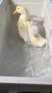 This cold is absolutely brutal.

We've lost the well plumbing in the barn and are waiting to fix it when the freeze relents a little bit. That means carrying gallons of water from the house every day.

Despite its challenges, we are so lucky to have a big barn where we can keep everyone inside when the conditions require it.

Lady got a field trip to the house today so she could get cleaned up and take a proper bath. Since she can't walk well, regular swimming critical time is even more critical for her. Here's hoping we finally get a permanent duck pond and enclosure this year. 🤞🫩