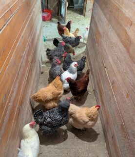 Good morning from the girls. 🐔