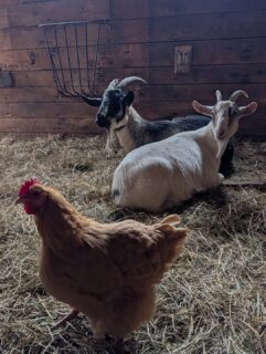 Cold mornings. Mud everywhere. Plumbing repairs. Endless errands. Balancing the farm with work, a toddler, and life.

It takes time. It takes money.

But giving them a safe place to land is worth it. They are worth it.

#farmsanctuary #animalrescue