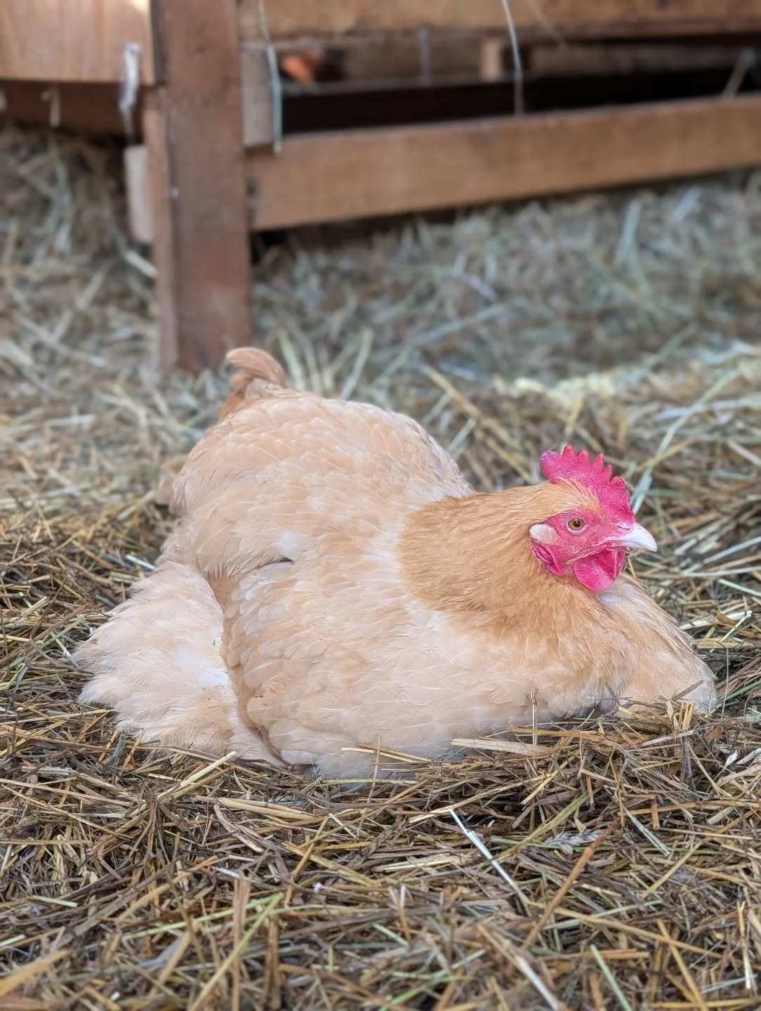 Gertie is feeling the spring vibes this week. 🌱

She came to us from right here in Charlton when her family made the thoughtful decision to retire their coop, and we’re so glad she now gets to spend her days dust bathing, exploring the barn, and just being a chicken.

As spring brings new beginnings, it’s also a good time to pause and think ahead. When bringing animals into our lives, it’s important to consider not just the start—but the full arc of their care.

Every animal deserves a plan, a commitment, and care throughout their life. 💛

#adoptdontshop #chickenlife #farmsanctuary