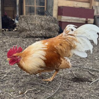 🐓 Roosters Looking for Safe Homes 🐓

We’re seeking safe placements for 5 young roosters (about 7 months old) here in Charlton.

Roosters need more help than almost any domesticated animal. They get a bad rap—but they can be loyal companions, dedicated flock protectors, and incredibly engaging individuals.

Options to consider: 
✨ Add one to an existing flock
✨ Start a bachelor flock
✨ Even keep a rooster indoors

We’re happy to help with placement and offer ongoing support and guidance to ensure a good fit.

📩 Text (518-309-2826) or email us (hello@citygoat.org) if you’re interested or have questions.

Let’s give these boys the chance they deserve. ❤️