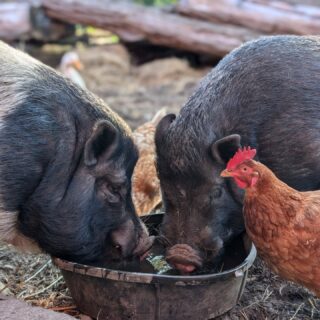 Today is Sanctuary Day.

If you're new to the concept, a farm sanctuary is pretty simple: it's a place where animals who would otherwise be used for food, breeding, or profit get to just... live. No expectations, no expiration date.

Our resident chickens, goats, ducks, pigs, sheep, and turkeys all came from different situations, but they all get the same thing now: space, care, time, and choice.

City Goat Farm is part of a growing movement of sanctuaries across the country, tracing back to the leadership of @farmsanctuary, who started this work 40 years ago.

Today, we want to take a moment to explain what we do, and thank the many others in this space reminding us that every life matters.

#sanctuaryday #farmsanctuary