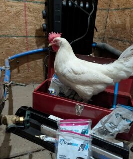 Roisin insisted on supervising today’s plumbing project.

After a long, very cold winter, we spent the day working on some much-needed spring improvements.

Not sure she’s qualified, but she’s very committed.

#chickenlife #animalsanctuary
