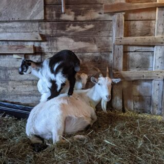 Bianca is the matriarch of our goat herd — the mother or grandmother of every goat here because we rescued her with her family.

People ask us all the time if we milk our goats. We don’t, and we never will.

Like all mammals, goats produce milk for their babies. Dairy production requires repeated breeding, separation, and taking milk that was meant for their kids. That’s not the life we want for the animals who call this sanctuary home.

Watching Bianca surrounded by generations of her family is one of the clearest reminders of why this work matters. Farm animals are deeply social, emotional beings with relationships, memories, and families of their own.

Happy Mother's Day 💐