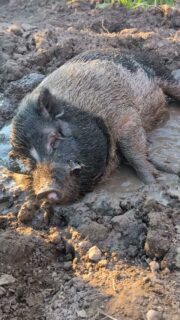 It's a hot one, but we're doing everything we can to keep everyone comfortable here at City Goat Farm. ❤️

Fortunately, yesterday's storm left behind plenty of fresh mud for the pigs and water for the ducks. Our well is continuing to provide plenty of clean, fresh water, so everyone is staying well hydrated.

The barn also helps beat the heat. Because it's built partially underground, it stays significantly cooler than outside, and all of our animals have access to it throughout the day. We also run a large fan inside to keep the air moving whenever possible.

Unfortunately, we did lose power this afternoon, which means the fan is temporarily out of service. We're hopeful electricity will be be restored this evening. In the meantime, we're keeping a close eye on everyone, making sure they have access to shade, cool water, and all the mud they could want.

Thank you to everyone who has checked in on the animals today—we appreciate your concern, and so do they! 🐷🦆🐐💚
