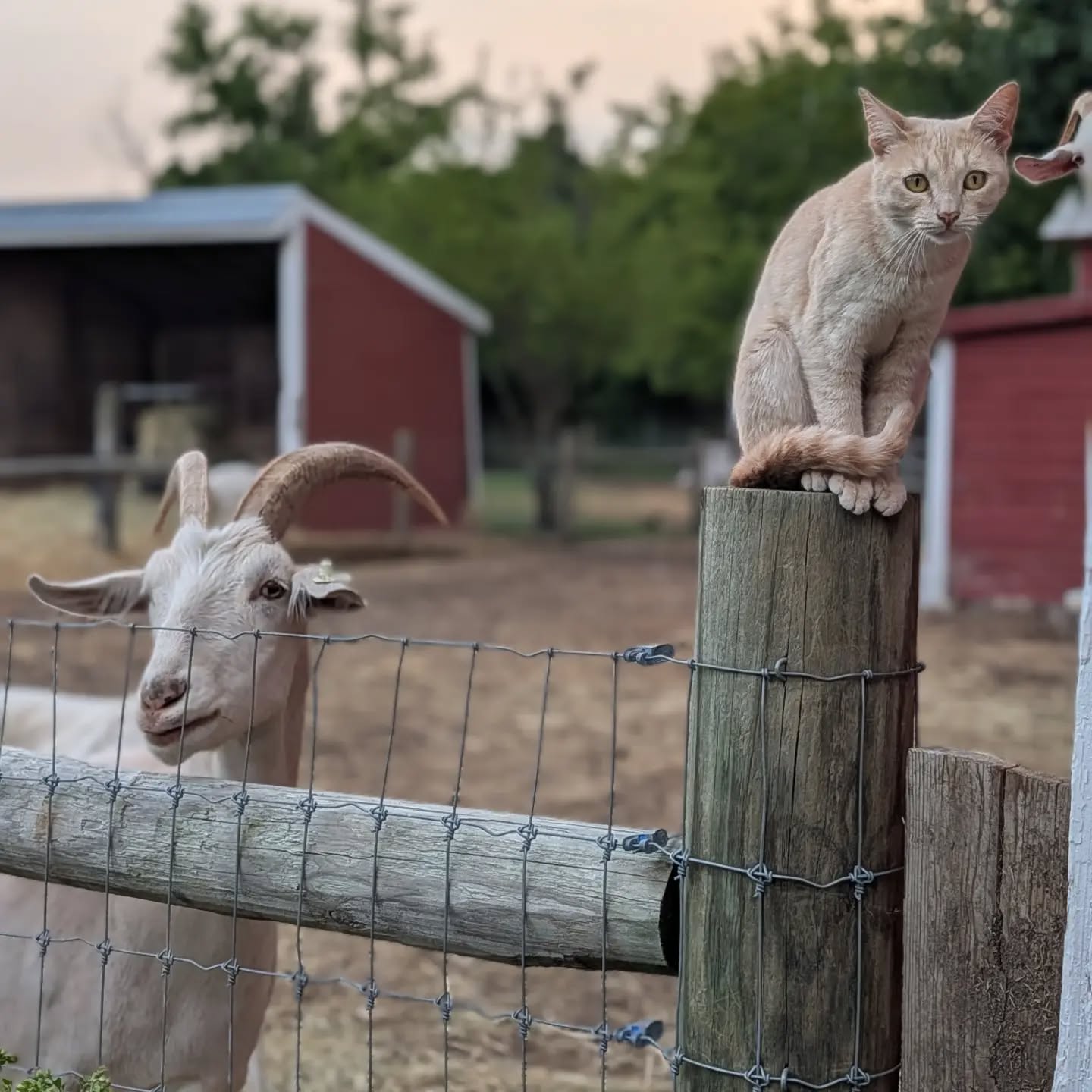One of the things visitors comment on most is how well all of the different species get along.

Honestly, that's usually the easy part.

The biggest disagreements on the farm tend to be between members of the same species. Goats have goat drama. Chickens have chicken drama. Pigs have pig drama (as we well know).

Padme, on the other hand, seems to think she's part of every group. She sneaks into the chicken coop, rubs up against the goats, hangs out with the pigs, and is generally wherever the other animals are. Blaze has never seemed to question having a cat as part of the herd.

It's a good reminder that every animal is an individual—and sometimes the friendships you least expect are the ones that come most naturally. 💕