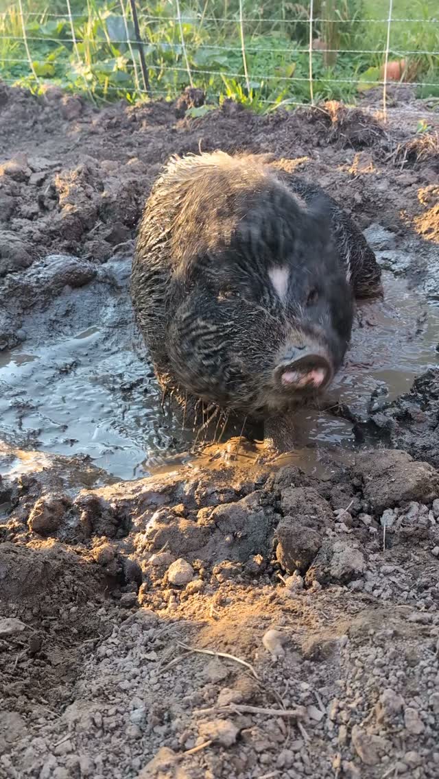 While we are "sweating like a pig" in this humidity, Orson and Welles... aren't. 🐖

Pigs don't actually sweat much. They have very few functional sweat glands, which is why they love a good mud wallow on a hot day. The mud helps them cool off as it evaporates, protects their skin from the sun, and even keeps biting insects at bay.

So where did the expression come from?

Not pigs—pig iron. During the iron-smelting process, molten iron was poured into molds called "pigs." As the iron cooled, moisture would condense on the surface, making it look like it was "sweating." Once it started to "sweat," it was cool enough to handle. #themoreyouknow🌈

Meanwhile, our pigs have their own ways to keep cool, plus year-round access to the inside of the barn to stay out of there elements.