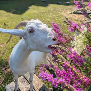 A little bouquet for the goats. 💐💜

We picked some purple loosestrife for the goats to enjoy — and they were more than happy to accept their flowers!

Purple loosestrife is a beautiful plant, but unfortunately it’s also an invasive species here in New York. It can spread quickly and crowd out native plants in wetlands and along waterways.

We have our own ways of dealing with invasives here... 🐑🐐