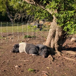 When Orson and Welles were abandoned just over three years ago, all they had was each other.

After catching them and bringing them to the farm, we didn't know if they'd ever learn to trust us—or whether we'd find a home for them.

When they started fighting each other, it became dangerous for them and for us. We knew we needed to make a permanent home for them, but that meant separating the boys. They went from having only each other to having to live apart.

Now, after years of confusion from medical providers, reunions followed by separations, a road trip full of misadventures, and—finally—the neuters they needed, the boys are back together for good, in their home here at the City Goat Farm.

Thank you to everyone who has been rooting for Orson and Welles and supporting their story, and for @easternsnouts for all they do for pigs. We couldn't be happier to see them together again. 🐖💕