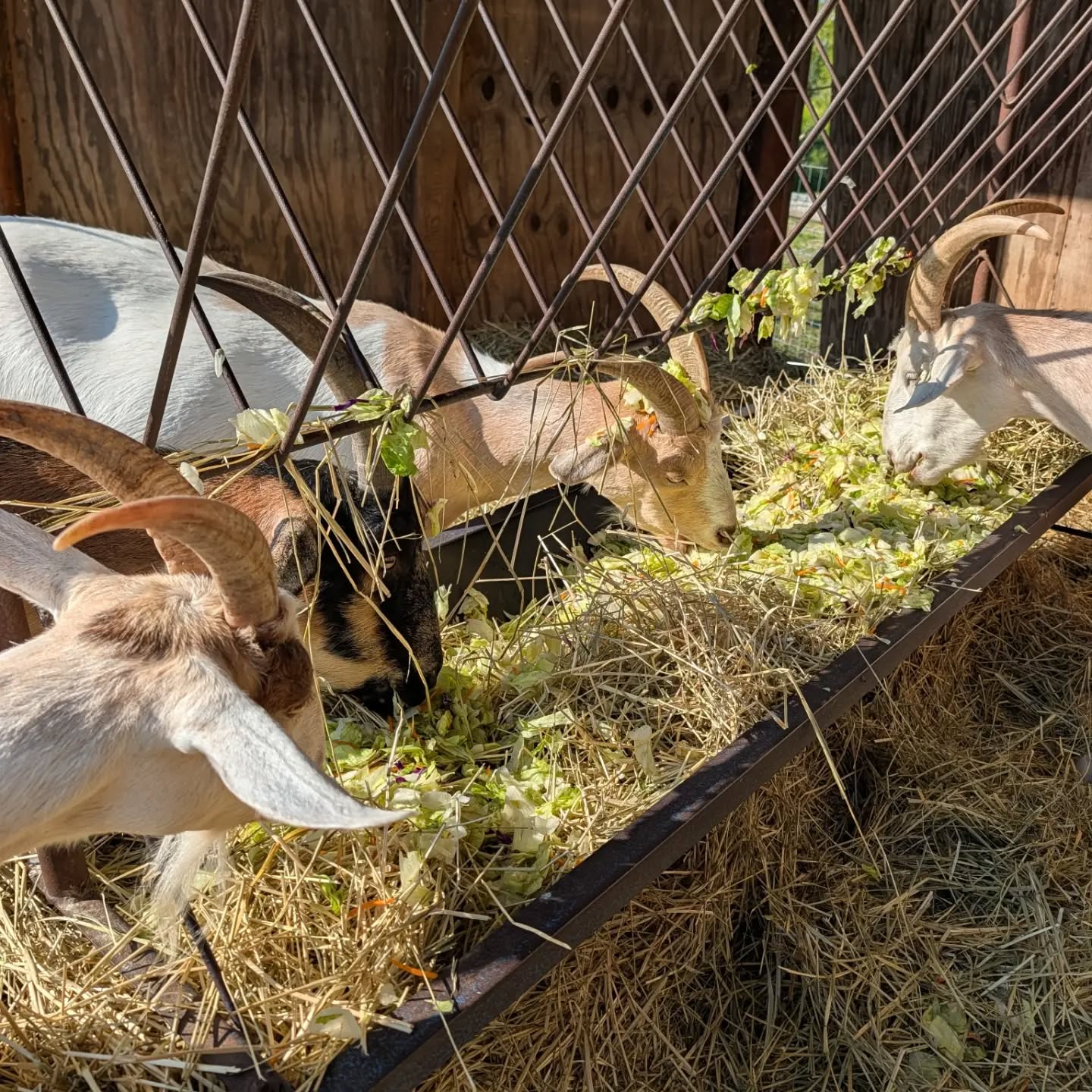 The salad bar is OPEN. 🥬🐐

We've been getting so many wonderful produce donations lately, which means the residents have been enjoying some pretty excellent salads, as well as zucchini, squash, cucumbers, apples, peppers, plums, carrots, and more!

A huge thank-you to everyone who has been donating fresh produce for the animals! We’re so grateful—and so are they!