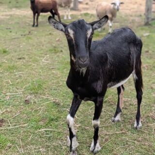 🐐 Meet Gus! Our newest resident. 🐐

Gus has had a pretty unusual journey to City Goat Farm.

His mother passed away giving birth to him due to his startling size, so Gus was bottle-raised from the very beginning. He grew up on a small farm with a herd of Nigerian Dwarf goats, but as Gus continued to grow… well, he got really big. Eventually, he needed a herd that could better accommodate his size.

We’ve never taken in a new goat outside of Bianca’s family group, but we thought Gus might be a good fit here. And so far, he’s proving us right. ❤️

The people who raised Gus absolutely love him, and finding him a new home wasn’t about loving him any less. They knew that as he grew, he needed something they couldn’t provide: a herd where he could truly fit in and have goat companions his own size.

And that’s exactly what he has now. Gus is incredibly comfortable around people and absolutely loves the attention from our visitors. But he also has an appropriate herd, giving him the chance to just be a goat and have a goat family of his own.

His impressive size and remarkably calm personality seem to be the perfect combination. He’s getting along with everyone, settling in beautifully, and already seems very much at home.

And if you come to our October 9 open house, keep an eye out for Gus. We have a feeling he’ll be first in line to greet you. 🐐❤️