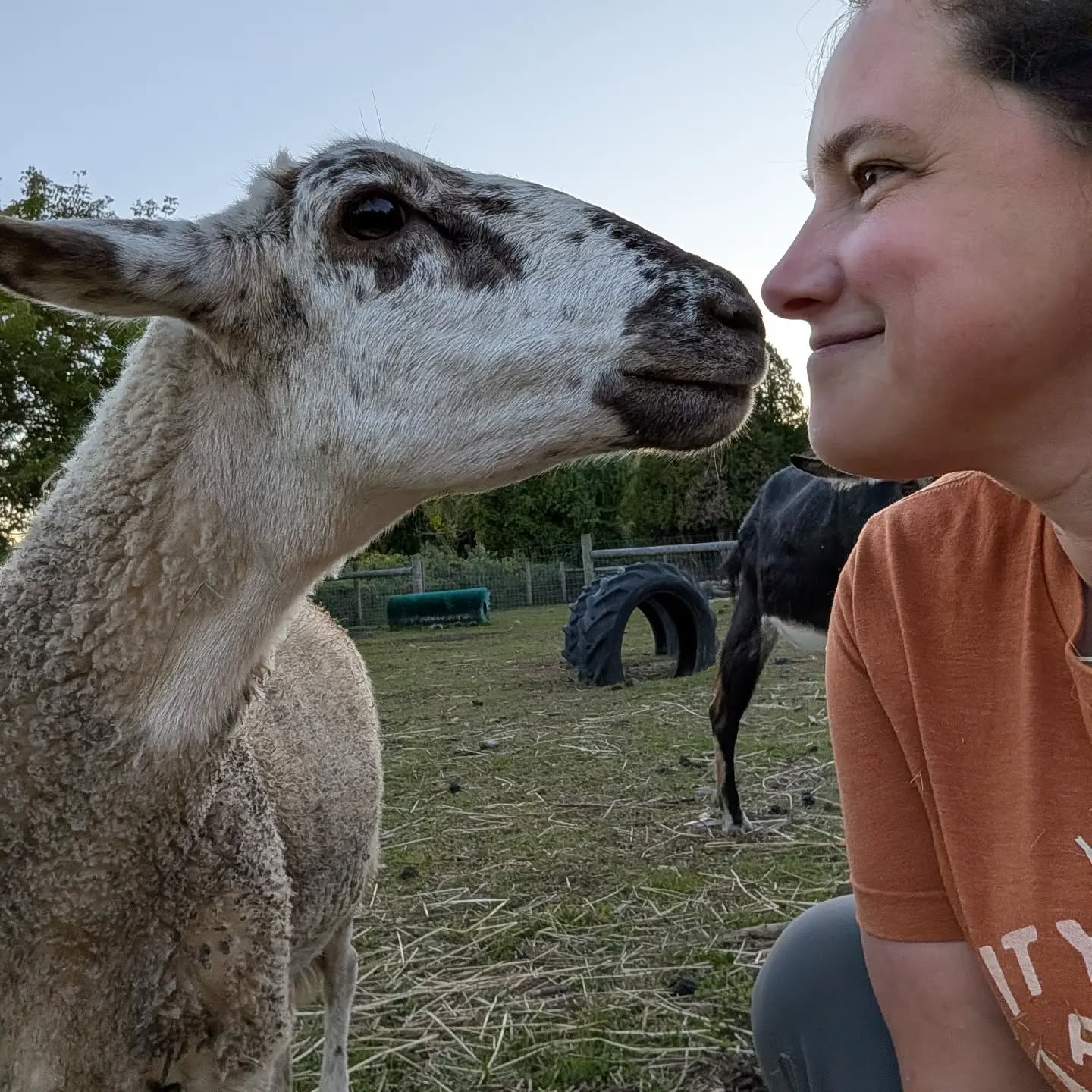 If you’re used to visiting places where animals are there to be fed, pet, or handled, a sanctuary can be a little different.

We love having visitors at City Goat Farm, and many of our residents love visitors, too. Building positive relationships with people can be really wonderful for the animals, and it also helps us care for them when they need things like medical treatment, hoof or nail trims, or other hands-on care. We’ve seen some incredible changes in our residents as they’ve gotten more comfortable around people.

But that doesn’t mean every animal wants to interact with people all the time. Some may have had difficult experiences with humans in the past. Others are simply more independent or have their own personalities and preferences.

So when an animal comes over to say hello, we’re happy to spend time with them. And when they’d rather do something else, that’s okay, too.

Marnie and I were just standing here looking at each other for a minute. It’s a pretty simple interaction, but it’s one of the things we love about getting to know the animals who live here.