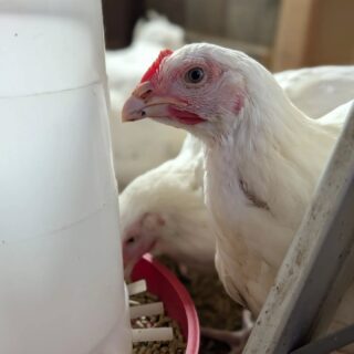 One of the things I think about often at City Goat Farm is how our residents came to be here. Their stories are all different, but most have one thing in common: at some point, someone cared enough about that individual animal to help get them somewhere safe.

Today, we welcomed seven young hens rescued from the use of live chickens in Kapporos, a tradition observed by some Orthodox Jewish communities before Yom Kippur. Kapporos can be practiced in different ways, but when chickens are used, they are customarily swung or passed over a person’s head before being slaughtered. @kaporoscompassion and its partners rescued 360 birds this year, giving them the chance to find homes instead.

Sitting with these young hens tonight brought me back to a question I find myself asking again and again:

Why are we so horrified when we witness animal suffering in front of us, yet so comfortable with suffering that happens out of sight?

Often, suffering is far away from us, in places we don't see, involving animals we'll never meet. When something is common enough, familiar enough, or simply hidden from view, it can become much easier not to think about. We get used to things. We stop seeing them.

Tradition makes that especially complicated, whether we’re talking about Kapporos or something as familiar to many of us as eating turkey on Thanksgiving.

As a Jewish person, I don’t  believe compassion and tradition are at odds. And I don’t believe something should be beyond questioning simply because it has been practiced for generations. I believe we can honor our faith, our cultures, and our communities while still asking whether the ways we practice our traditions reflect our values.

I try to ask myself whether the choices I make and the traditions I participate in reflect the compassion I believe in. I think that’s a question worth asking even when the answer is uncomfortable. Especially when the suffering has become ordinary.

For these seven hens, the questions can wait. Tonight, they're safe.