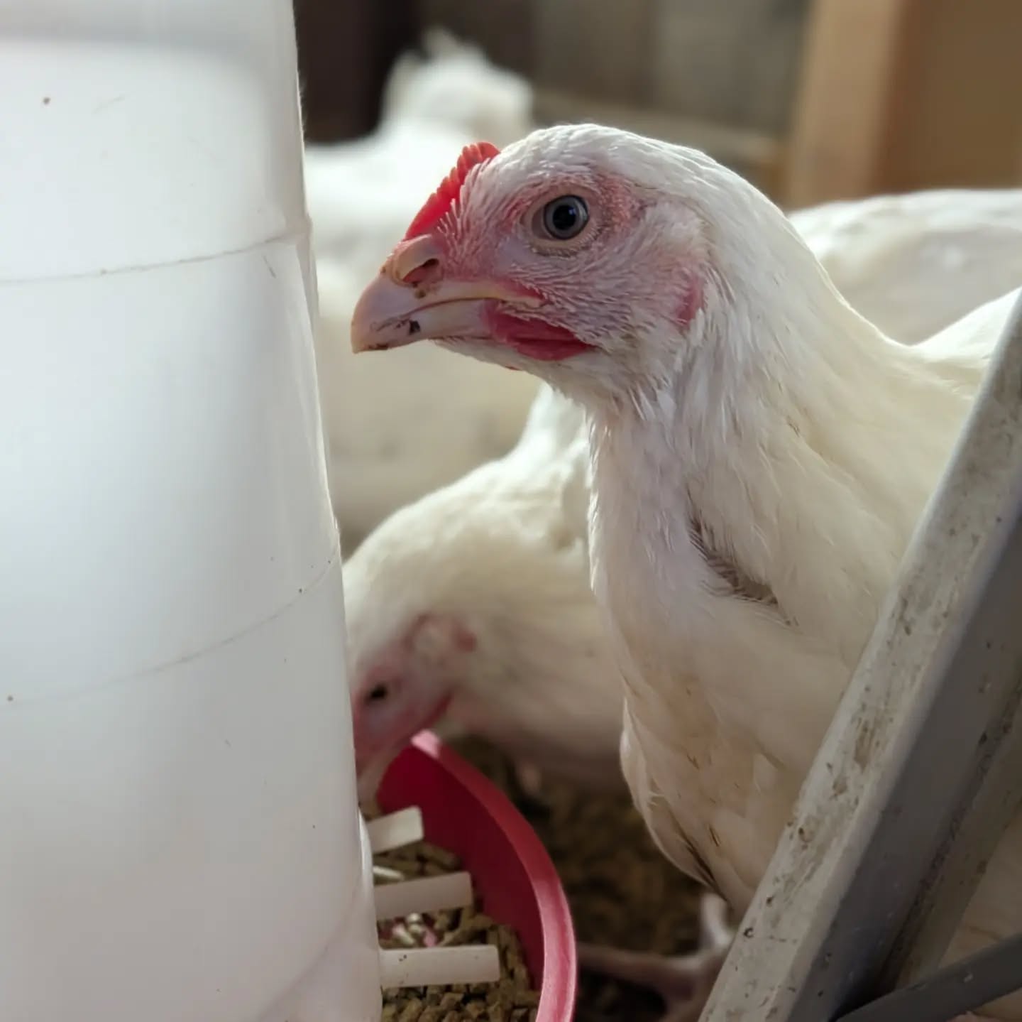 One of the things I think about often at City Goat Farm is how our residents came to be here. Their stories are all different, but most have one thing in common: at some point, someone cared enough about that individual animal to help get them somewhere safe.

Today, we welcomed seven young hens rescued from the use of live chickens in Kapporos, a tradition observed by some Orthodox Jewish communities before Yom Kippur. Kapporos can be practiced in different ways, but when chickens are used, they are customarily swung or passed over a person’s head before being slaughtered. @kaporoscompassion and its partners rescued 360 birds this year, giving them the chance to find homes instead.

Sitting with these young hens tonight brought me back to a question I find myself asking again and again:

Why are we so horrified when we witness animal suffering in front of us, yet so comfortable with suffering that happens out of sight?

Often, suffering is far away from us, in places we don't see, involving animals we'll never meet. When something is common enough, familiar enough, or simply hidden from view, it can become much easier not to think about. We get used to things. We stop seeing them.

Tradition makes that especially complicated, whether we’re talking about Kapporos or something as familiar to many of us as eating turkey on Thanksgiving.

As a Jewish person, I don’t  believe compassion and tradition are at odds. And I don’t believe something should be beyond questioning simply because it has been practiced for generations. I believe we can honor our faith, our cultures, and our communities while still asking whether the ways we practice our traditions reflect our values.

I try to ask myself whether the choices I make and the traditions I participate in reflect the compassion I believe in. I think that’s a question worth asking even when the answer is uncomfortable. Especially when the suffering has become ordinary.

For these seven hens, the questions can wait. Tonight, they're safe.