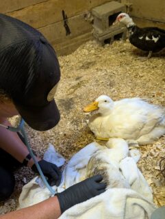 We had to say goodbye to Lady today.

Lady and Gent came to us a few years ago from a local family who was losing their flock to predation and could no longer care for them.

Lady had been managing a long-term suspected pelvic injury, with a lot of ups and downs. Today, we knew it was time to let her go peacefully and without pain.

We’ve been worried about what losing Lady will mean for Gent, her devoted mate. Thankfully, he and Lucky have grown closer, though we know they’ll both feel her loss. We had Gent and Lucky with Lady when we said goodbye so they could mourn her in their own way.

Our ducks are deeply bonded to their family and mates, and none of them are particularly comfortable with people. So watching Gent choose to approach Lady and stay with her in her final moments was incredibly moving.

We’re heartbroken, but we know we made the right decision for Lady. She was loved, cared for, and able to leave peacefully.

If you’d like to honor Lady, a donation to City Goat Farm would mean a lot and will help us continue caring for Gent, Lucky, and all of our residents.

Rest peacefully, Lady. We’ll miss you.