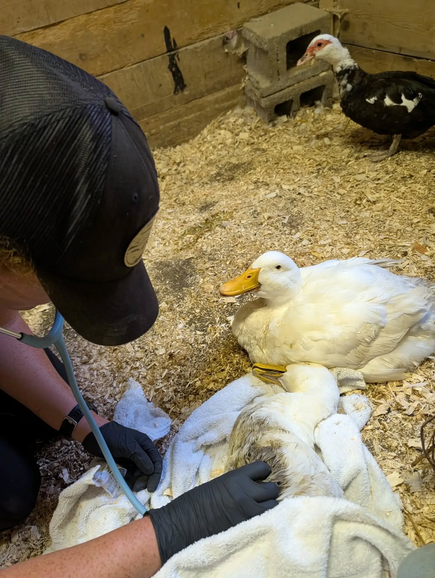 We had to say goodbye to Lady today.

Lady and Gent came to us a few years ago from a local family who was losing their flock to predation and could no longer care for them.

Lady had been managing a long-term suspected pelvic injury, with a lot of ups and downs. Today, we knew it was time to let her go peacefully and without pain.

We’ve been worried about what losing Lady will mean for Gent, her devoted mate. Thankfully, he and Lucky have grown closer, though we know they’ll both feel her loss. We had Gent and Lucky with Lady when we said goodbye so they could mourn her in their own way.

Our ducks are deeply bonded to their family and mates, and none of them are particularly comfortable with people. So watching Gent choose to approach Lady and stay with her in her final moments was incredibly moving.

We’re heartbroken, but we know we made the right decision for Lady. She was loved, cared for, and able to leave peacefully.

If you’d like to honor Lady, a donation to City Goat Farm would mean a lot and will help us continue caring for Gent, Lucky, and all of our residents.

Rest peacefully, Lady. We’ll miss you.