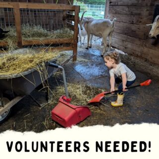 Good help is hard to find. Especially when your coworkers eat the supplies, stand in your way, and occasionally poop on the job. 🐐

We're looking for a few more humans to join the City Goat Farm volunteer team!

Did you know City Goat Farm is 100% volunteer-run? We love what we do, but keeping the farm going takes a lot of work. And with animals depending on us every day, reliable volunteers make all the difference.

Interested in volunteering? Here's what we're looking for:
- Age 15 or older
- Able to commit to a regular schedule of at least two shifts per month
- Comfortable working independently around animals
- Willing and able to do physical work, including cleaning up hay and poop, providing food and water, and general animal care
- A genuine love of animals (including the messy parts!)

No farm experience necessary. We provide training! But we do need people who can make a consistent commitment and aren't afraid to roll up their sleeves.

📱 More of a social media person?
We're also looking for someone to help share the daily adventures, adorable faces, and behind-the-scenes chaos at the farm! We're looking for someone who can create and publish at least one post per week and has experience with or an interest in social media best practices.

Volunteering at City Goat Farm is rewarding, sometimes messy, and rarely boring. Our four-legged supervisors make sure of that. ❤️

Interested and able to make the commitment? Email us at hello@citygoat.org. We'd love to hear from you.

#volunteersneeded #animalwelfare #farmsanctuary