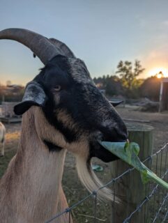 Goat glamour shots, brought to you by collard greens, apples, and some very happy goats. 🐐📸🍎🥬

Gilbert, Blaze, and Bianca were more than happy to show off their latest snack delivery!

Huge thanks to our MVPs, Natalie and Bill, for being the best food waste heroes and delivery drivers around! Thanks to them, perfectly good food stays out of the landfill and goes straight into some very appreciative bellies. ❤️